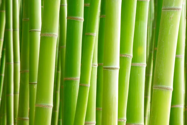 Bambú