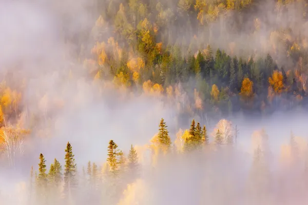 Bosques