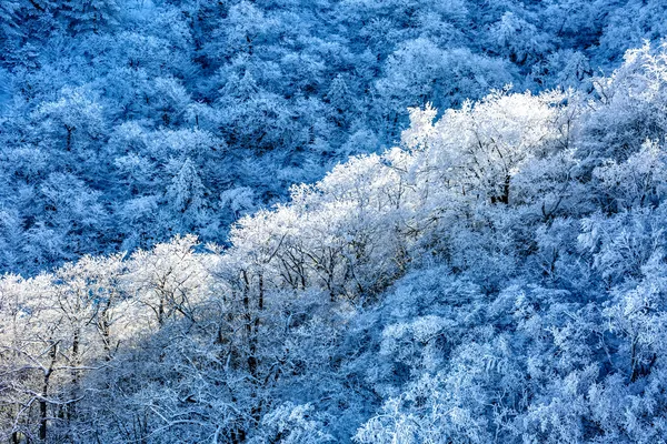 Bosques de Invierno