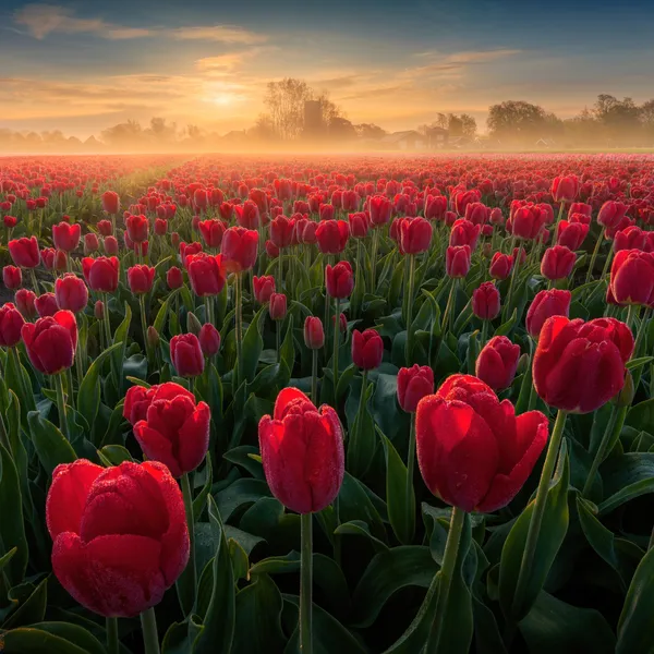 Campos de Tulipanes