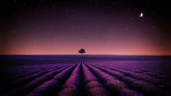 Árbol solitario