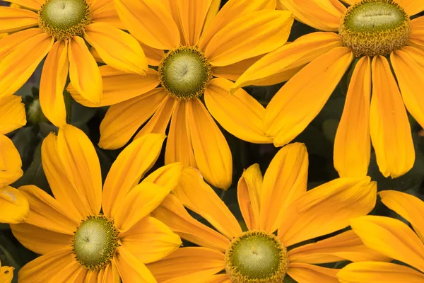 Flores Amarillas