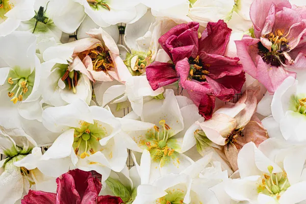 Flores Blancas