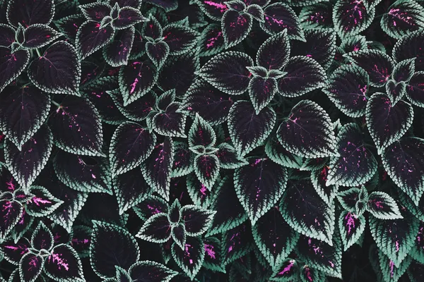Estampado de hojas