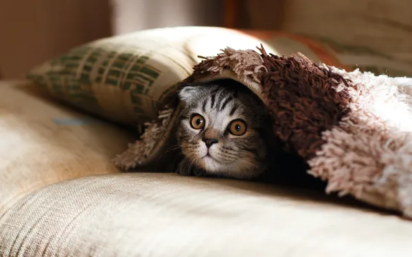 Gatos adorables