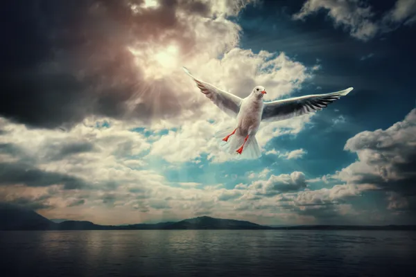 Pájaros Volando
