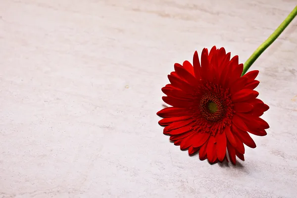 Flores de margarita