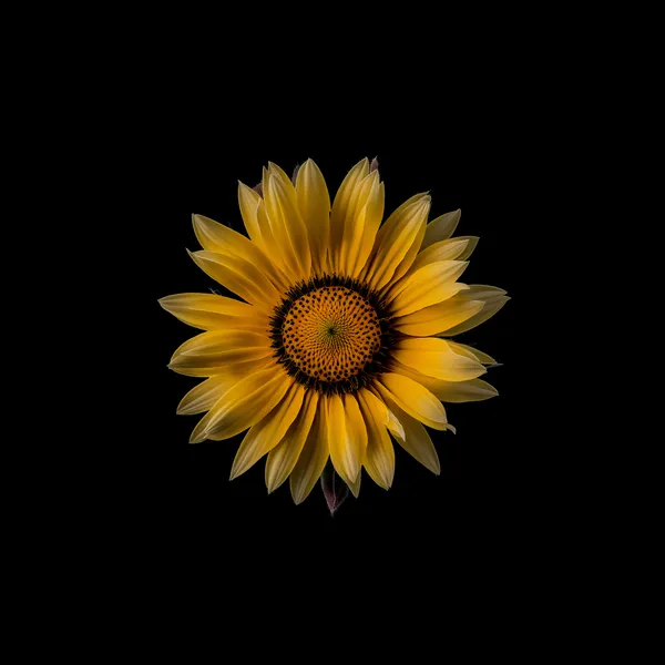 Girasoles