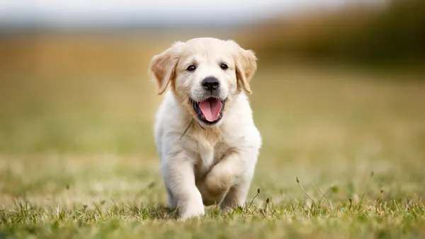 Correr