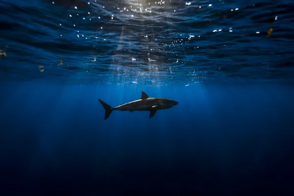 Océano azul
