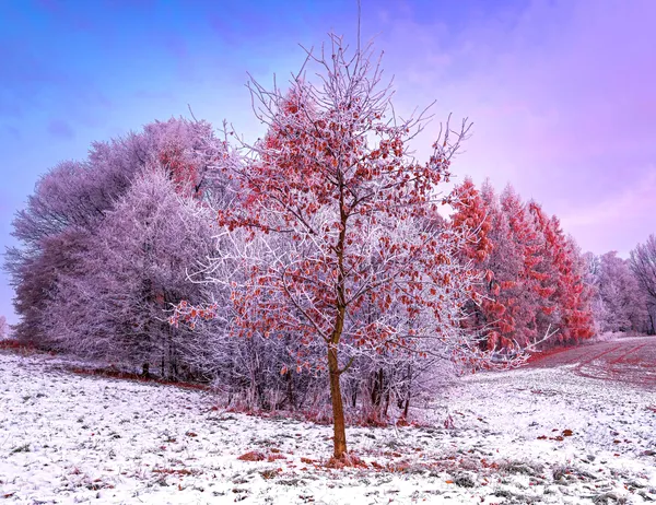 Polonia