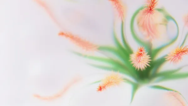 Flores abstractas