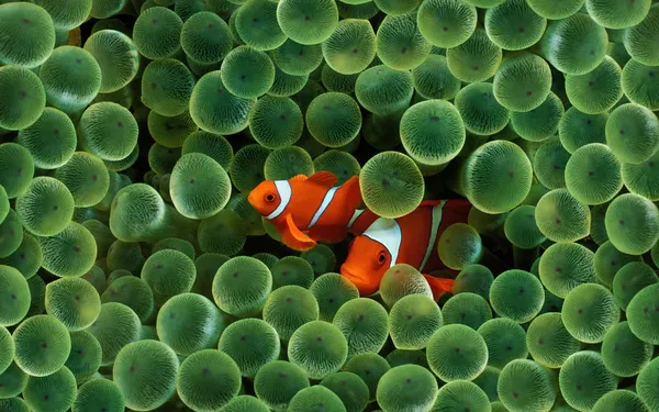 Peces