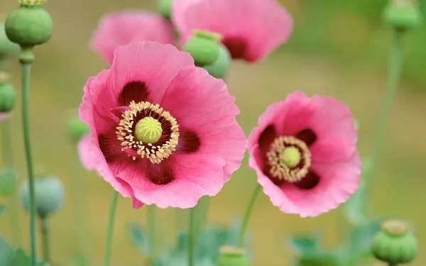 Amapolas