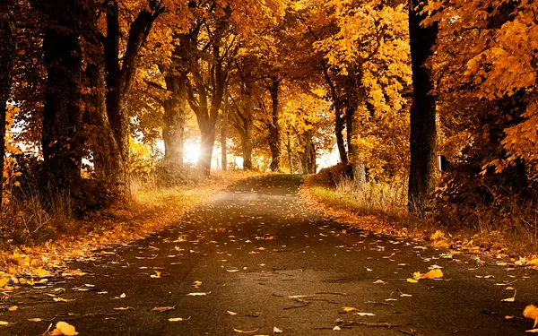 Árboles de otoño
