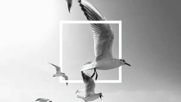 Pájaros