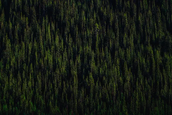 Pinos