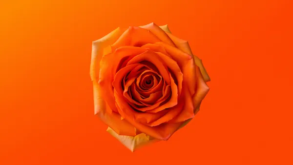 Rosa Naranja