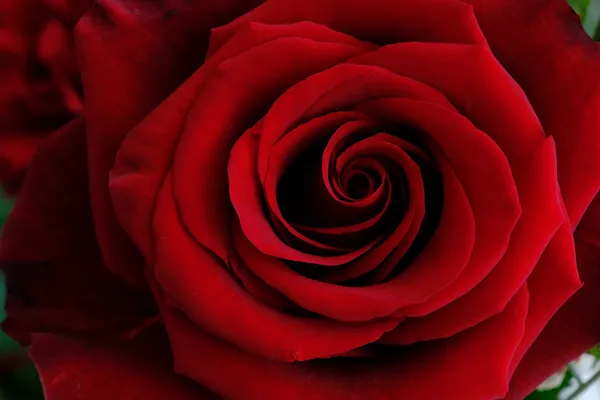 Rosa roja