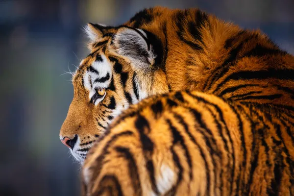 Tigres Siberianos