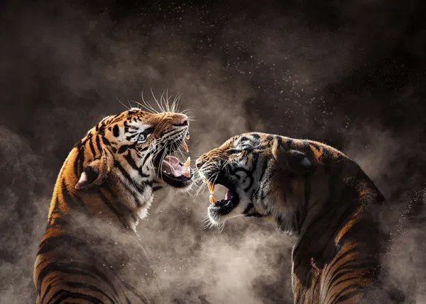 Tigres de Bengala