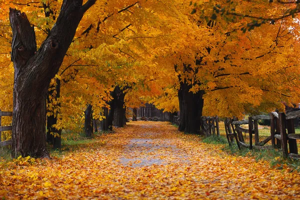 Hojas de otoño