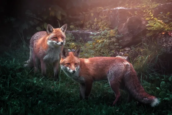 Animales Salvajes