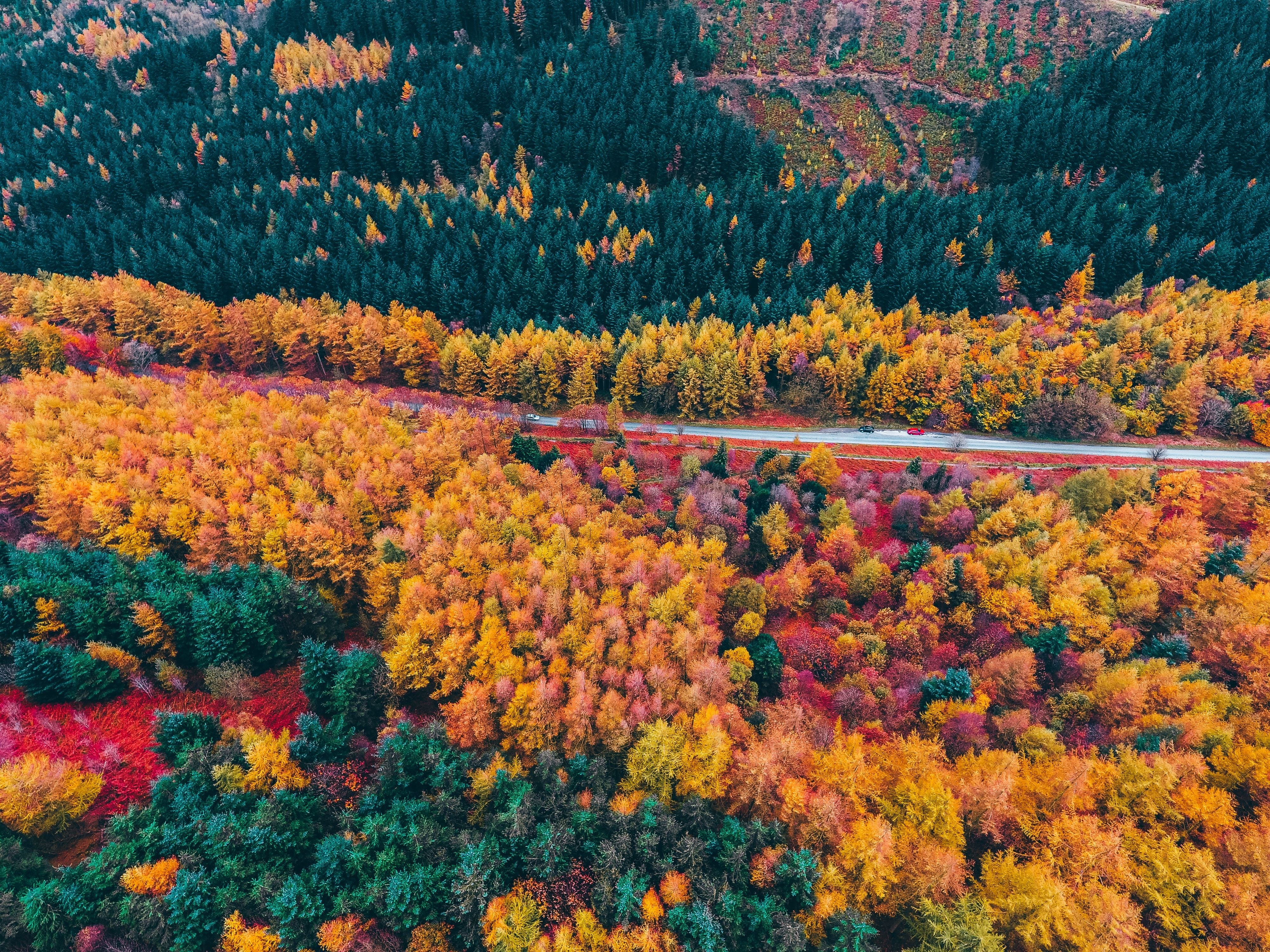 Árboles de otoño, Campo, Follaje, Vista aérea, Bosque, Colorido, Carretera, Otoño, Paisaje, Paisaje