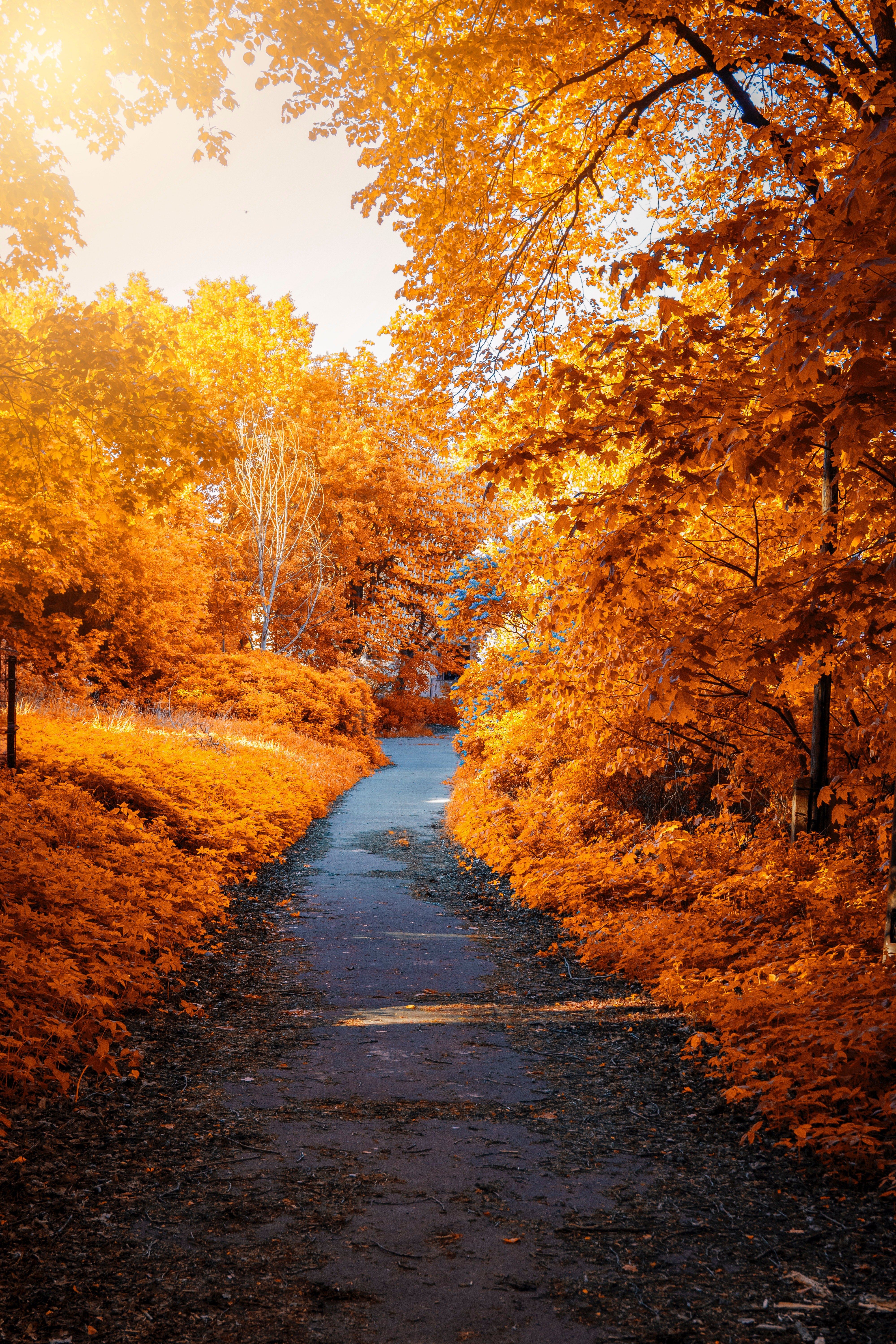 Arces, Otoño, Otoño, Sendero, Bosque, Follaje otoñal, Amarillo, Estética