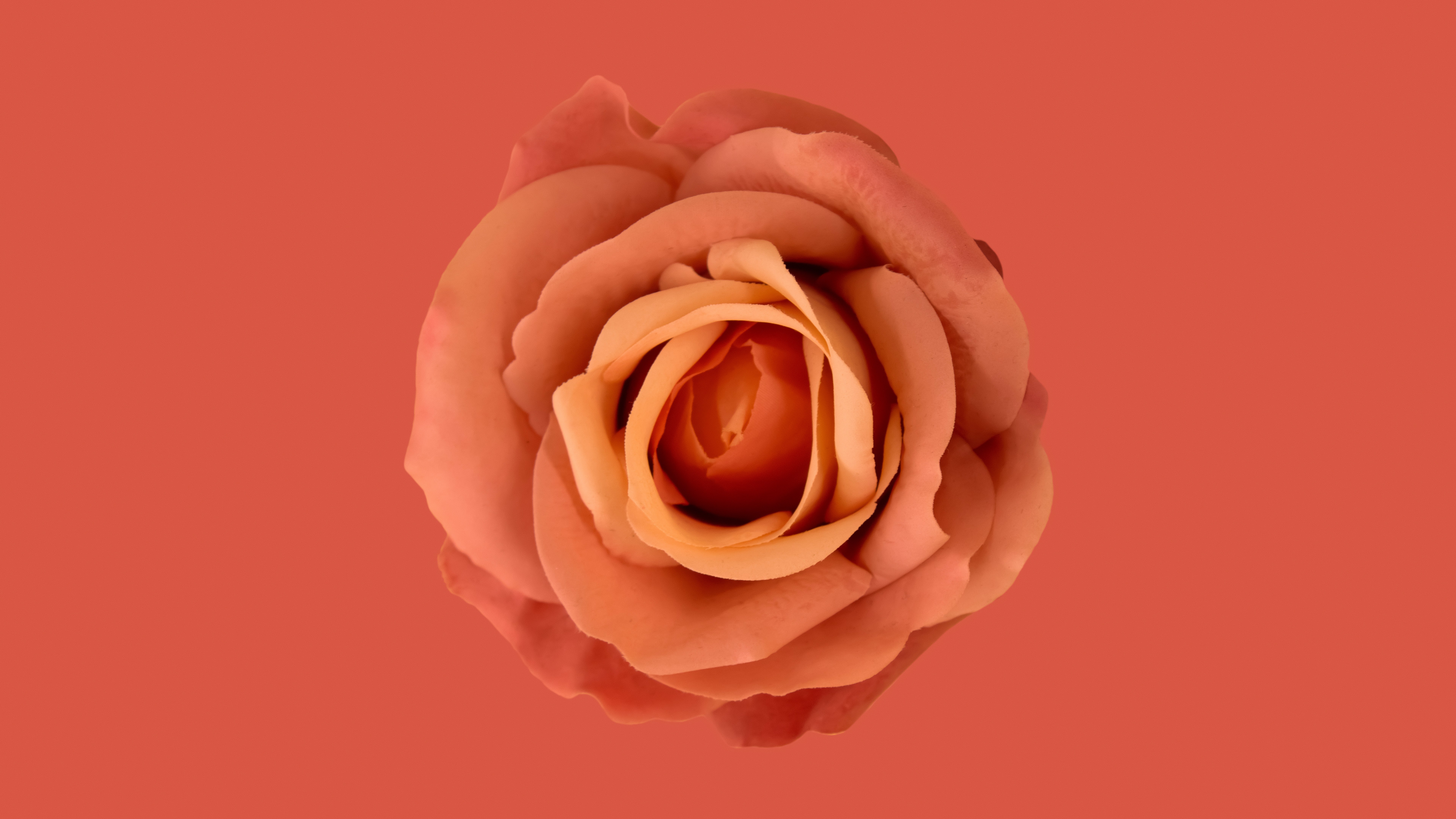Flor naranja, Fondo naranja, Rosa naranja, Estética naranja, 8K, 5K