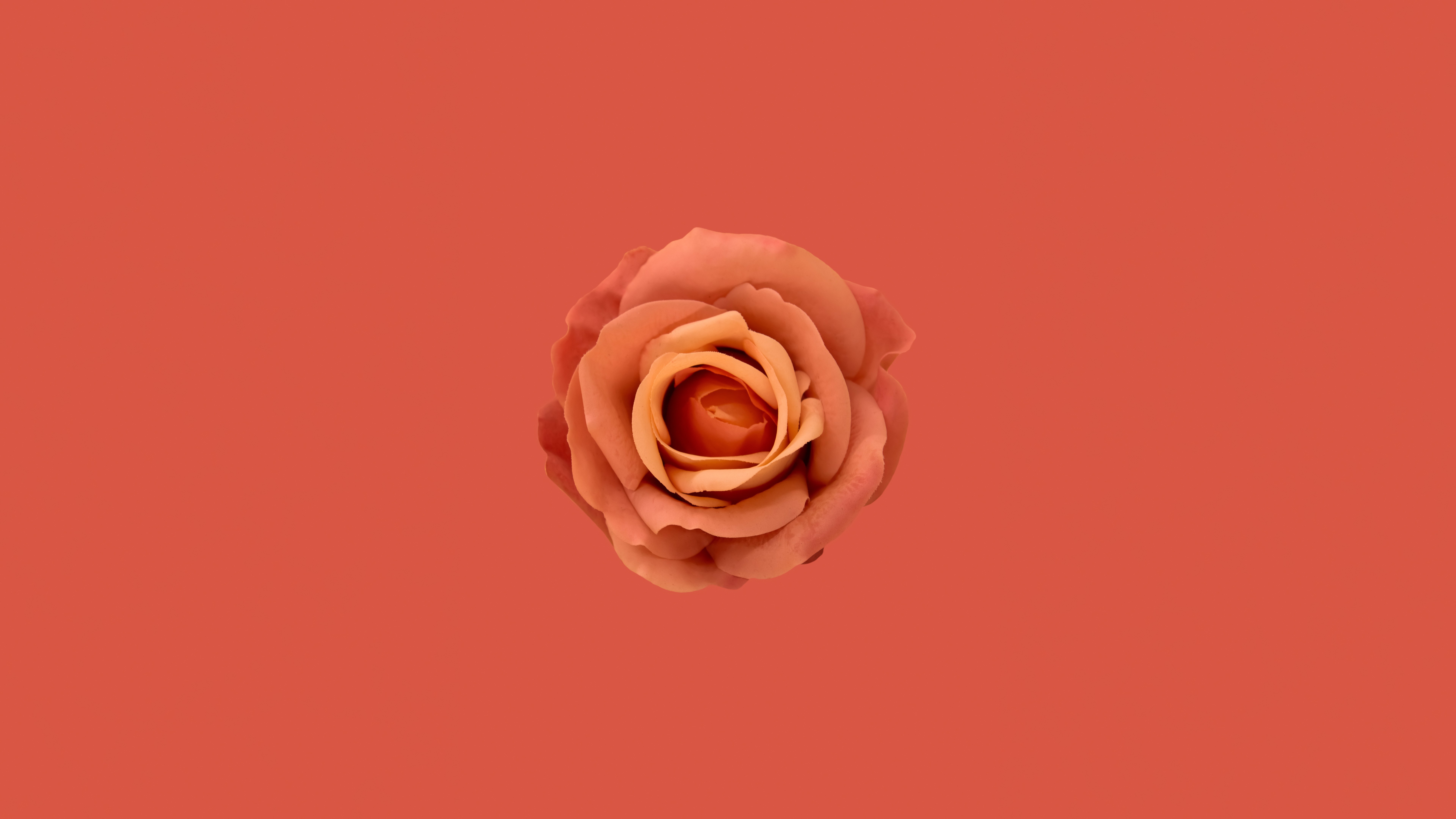 Flor naranja, Rosa naranja, Fondo naranja, Estética naranja, 5K, 8K