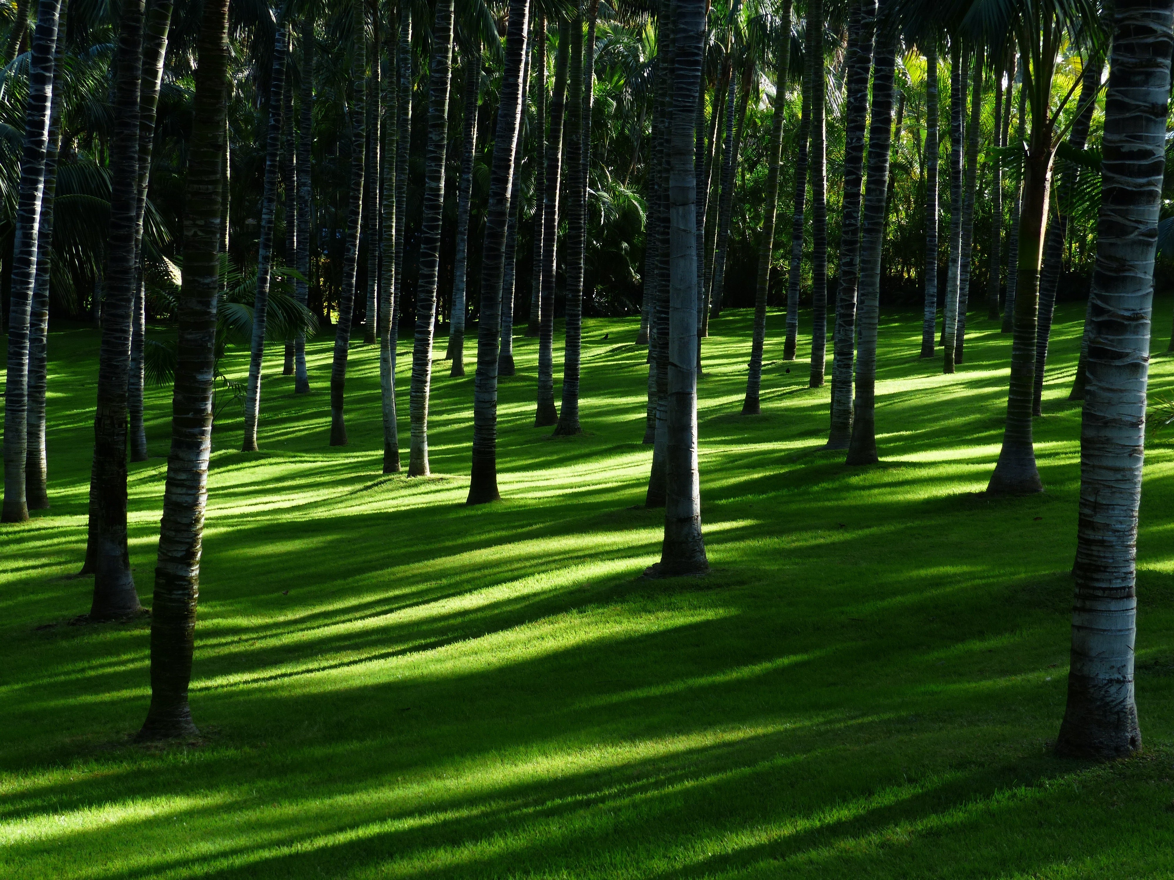 Hierba verde, Árboles, Bosque, Luz diurna, Bosque, Paisaje