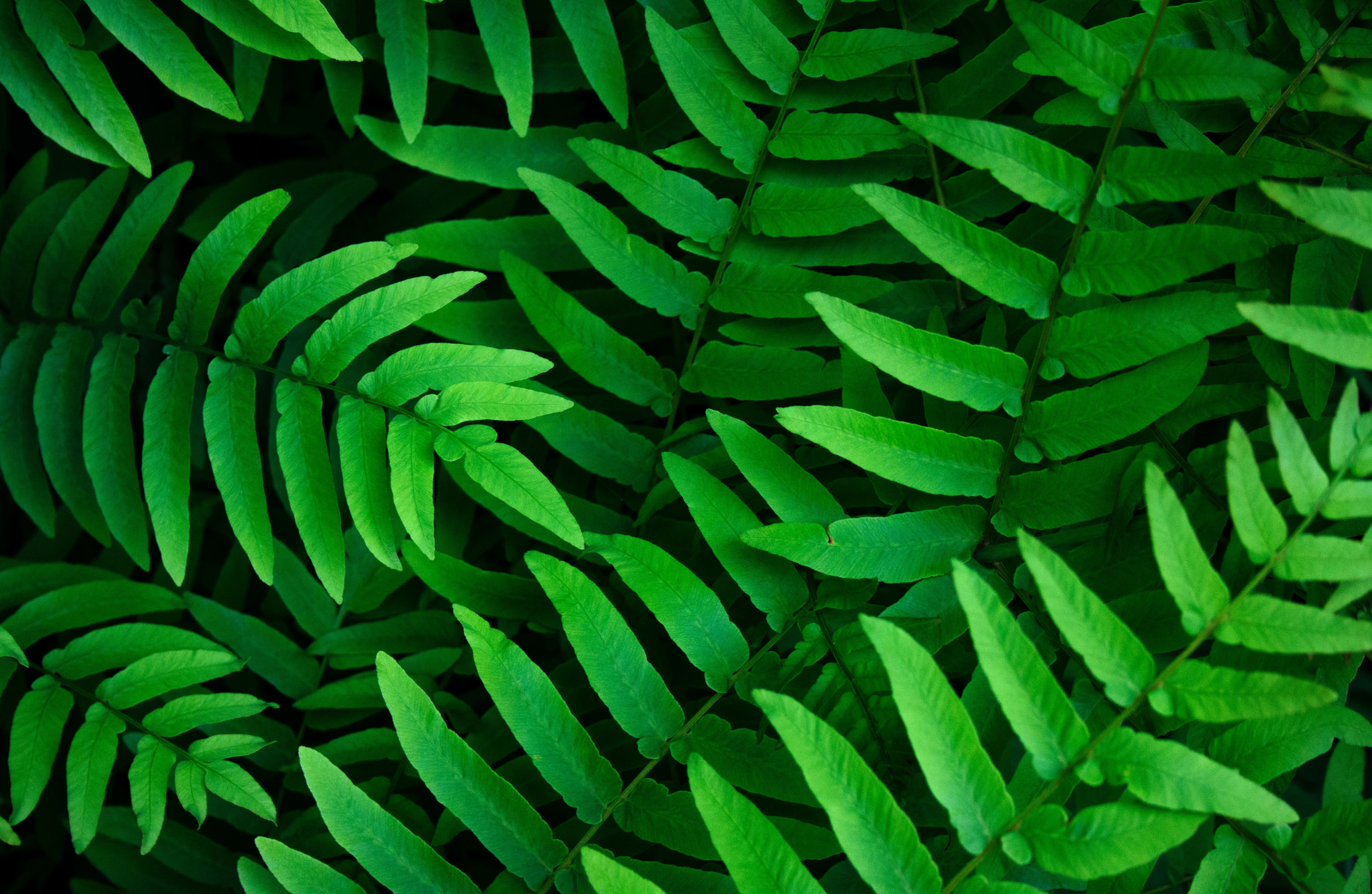 Hojas verdes, Helechos, Fondo de hojas, Primavera, Primer plano, 5K
