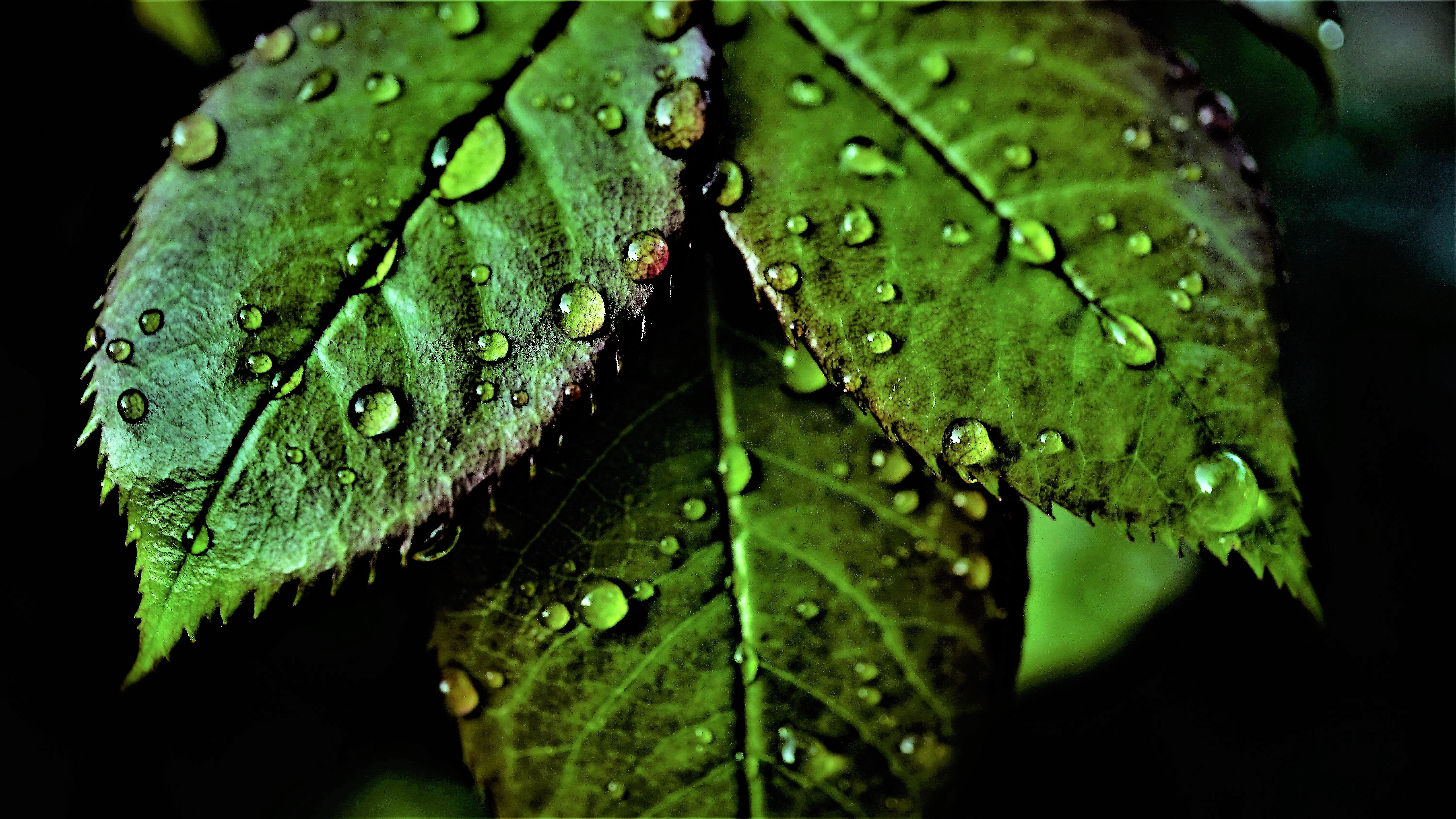 Hojas verdes, Patrón, Gotas de agua, Gotas de rocío, Primer plano, Macro, Fresco, Hojas mojadas, Vegetación, Fondo oscuro, 5K