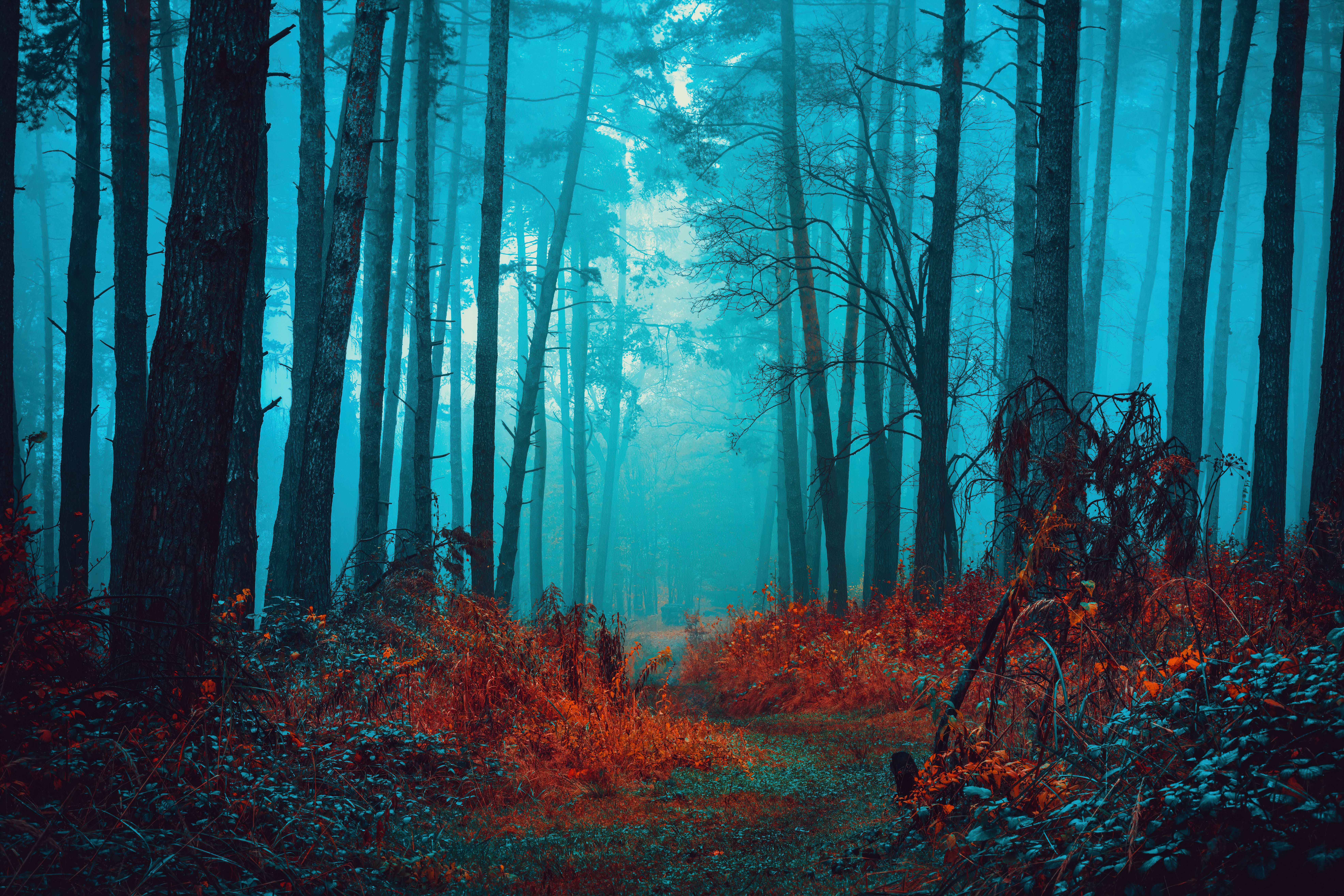 Místico, Bosque con niebla, Camino, Hojas rojas, Otoño, Tranquilidad, Paz, Belleza, Sereno, Encantador, 5K, 8K