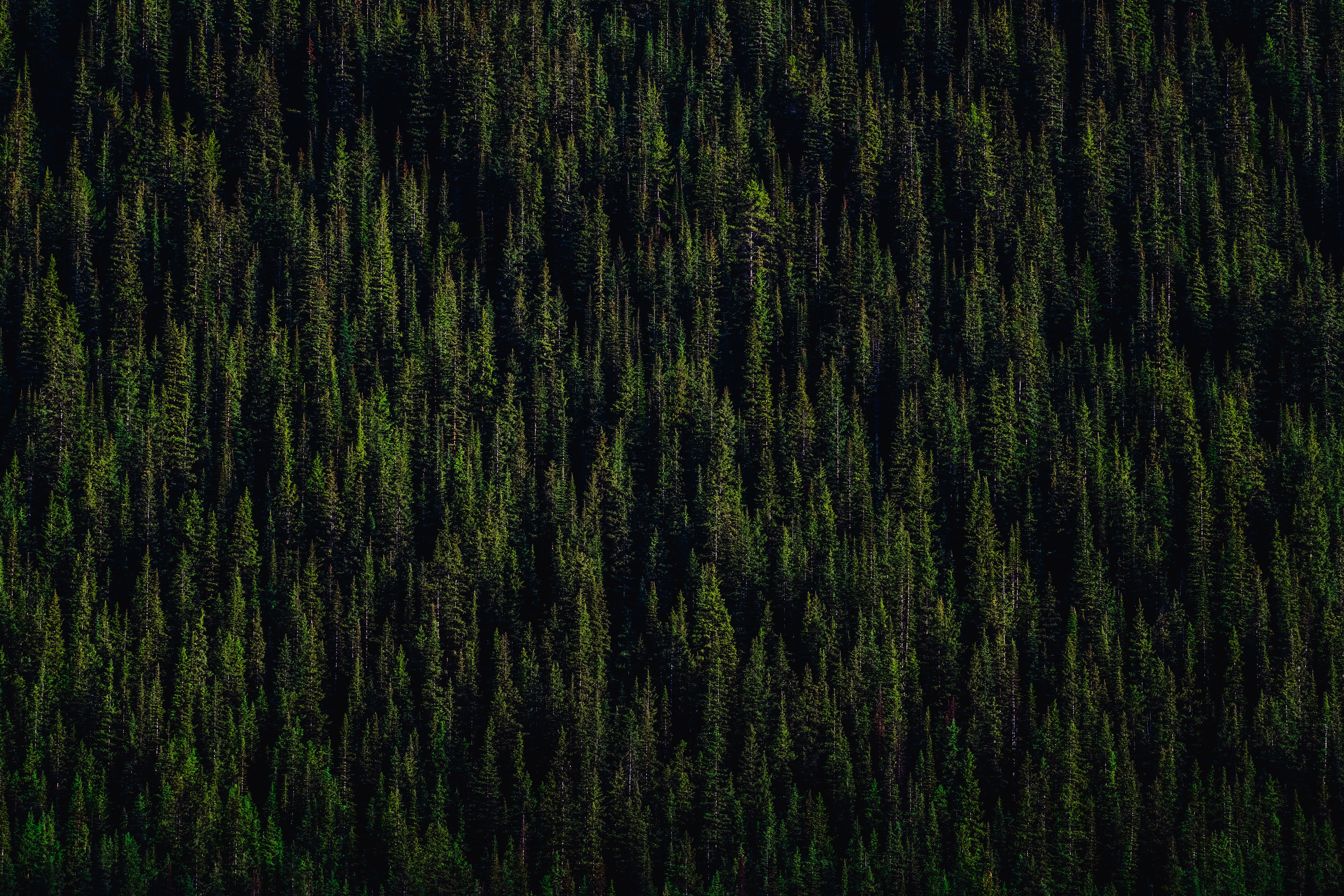 Pinos, Bosque, 5K