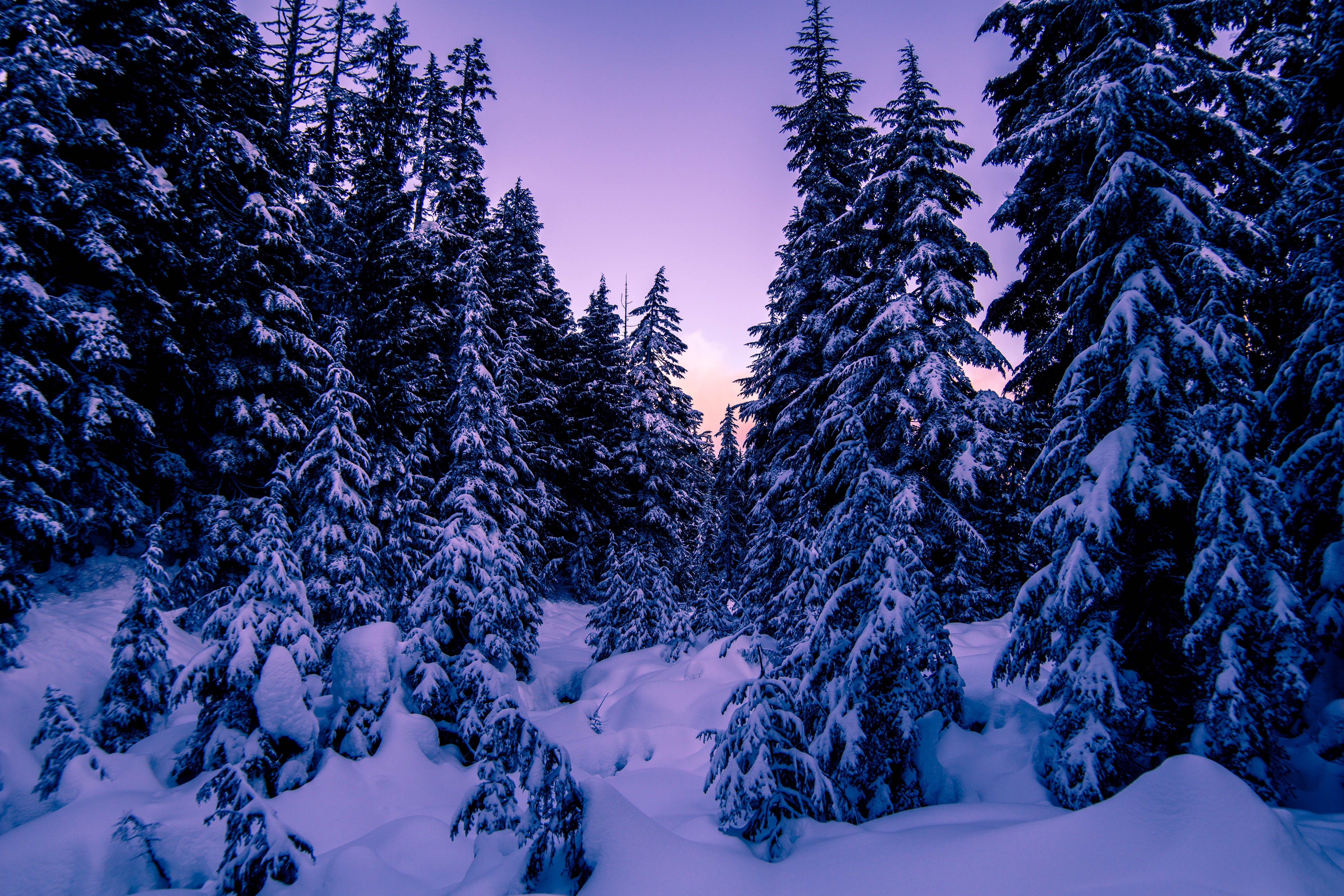 Pinos, Cubierto de nieve, Cielo púrpura, Atardecer, Invierno, 5K