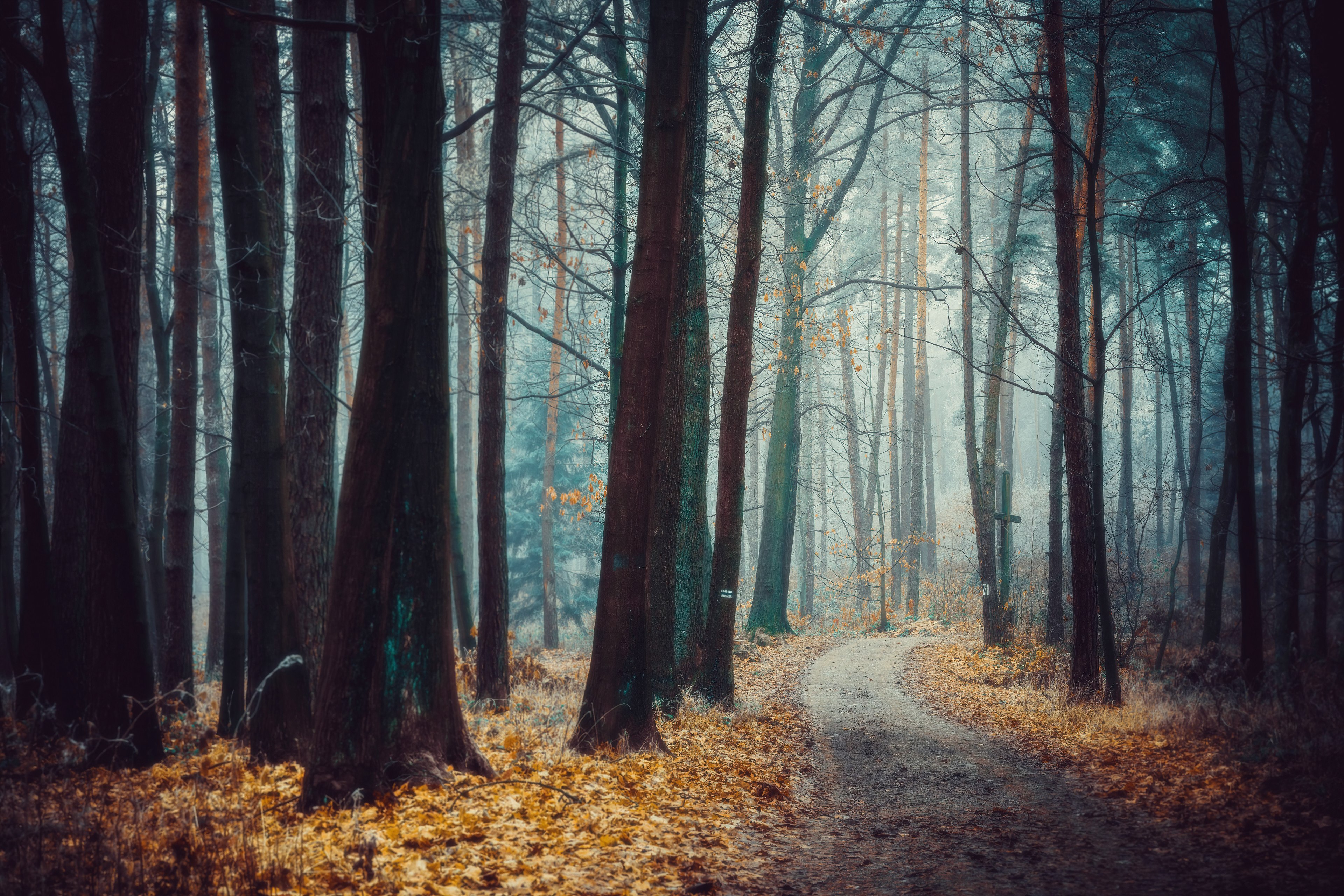 Polonia, Bosque, Árboles, Otoño, Sendero, Paisaje, Niebla, Escarcha